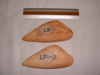 Fバス中型横アングル